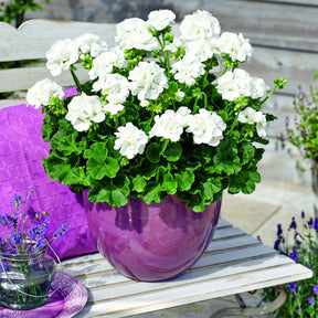 3 Géraniums des marais - Pelargonium zonale