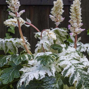 Acanthus hybride tasmanian angel - Acanthe de Tasmanie Angel - Acanthe