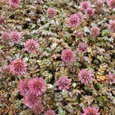 Lampourde à petites feuilles Kupferteppich - Willemse