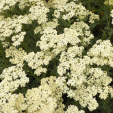 Achillée AlabAster - Willemse