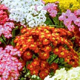 Achillée Summer Pastels - Willemse