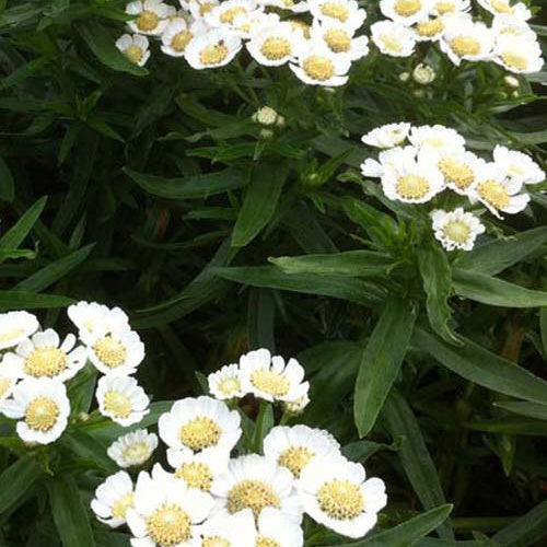 3 Achillées sternutatoires Nana Compacta - Willemse