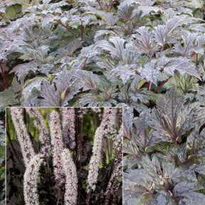 Cierge d'argent Carbonella - Willemse