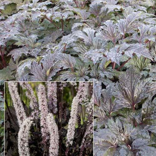 Cierge d'argent Carbonella - Willemse