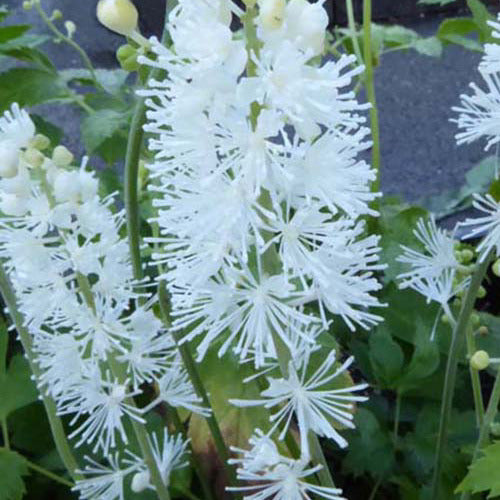Cierge d'argent White Pearl - Actaea simplex white pearl - Plantes