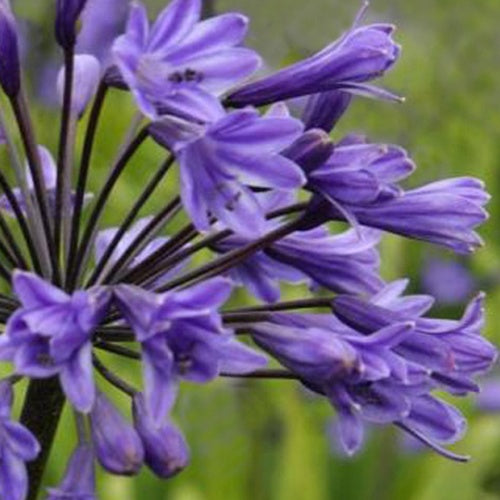 Agapanthe Black Buddhist - Willemse