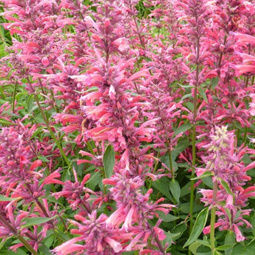Agastache mexicana Red Fortune - Willemse