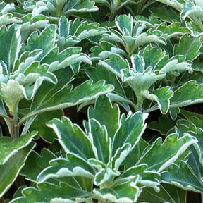 Ajania bellania bengo gold - Chrysanthème du Pacifique Bengo Gold - Ajania