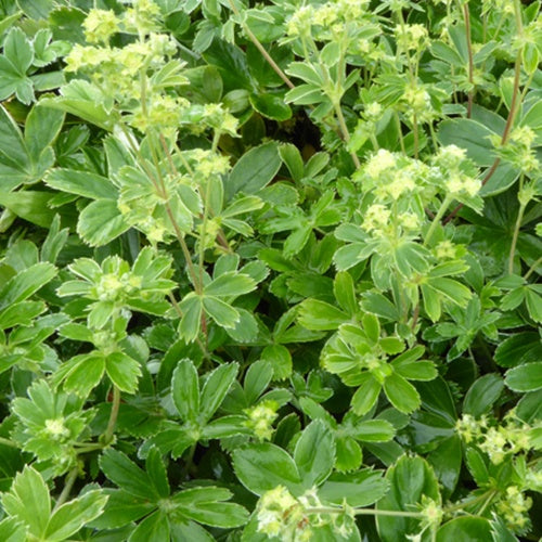 Alchemille des Alpes - Willemse