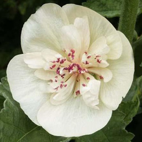 Rose trémière vivace Parkallee - Willemse