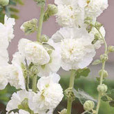 Rose trémière double Blanche - Willemse