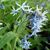 Étoile bleue - Willemse