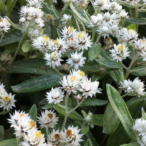 3 Immortelles de l'Himalaya - Willemse