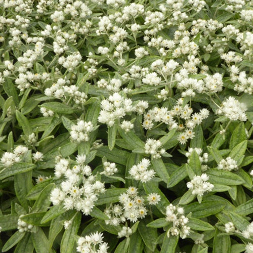 Immortelle d'Himalaya Silver Wave - Willemse