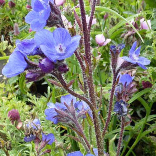 Buglosse Loddon Royalist - Anchusa azurea loddon royalist - Plantes