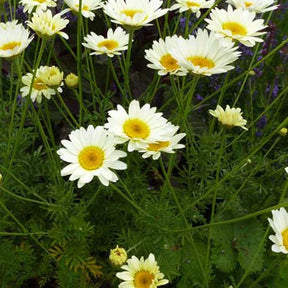 Camomille des teinturiers Sauce Hollandaise - Willemse