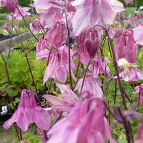 Aquilegia vulgaris heidi - Ancolie des jardins Heidi - Ancolie
