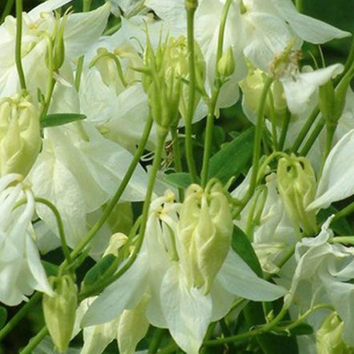 Ancolie commune Nivea - Willemse