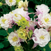 Ancolie à fleurs doubles Winky Rose White - Willemse