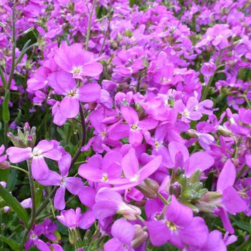 3 Arabettes de Californie Fruhlingszauber - Willemse