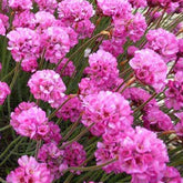Gazon d'Espagne Rubrifolia - Willemse