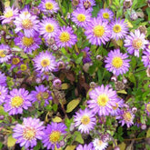 Aster nain d'automne Ezo Murazaki - Willemse