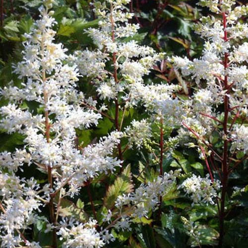Astilbe hybride Rock and Roll - Willemse