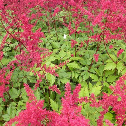 Astilbe d'Arends Spinell - Willemse