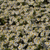 Aster nain d'automne Starshine - Willemse