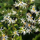 Aster à feuilles en cœur Silver Spray - Willemse