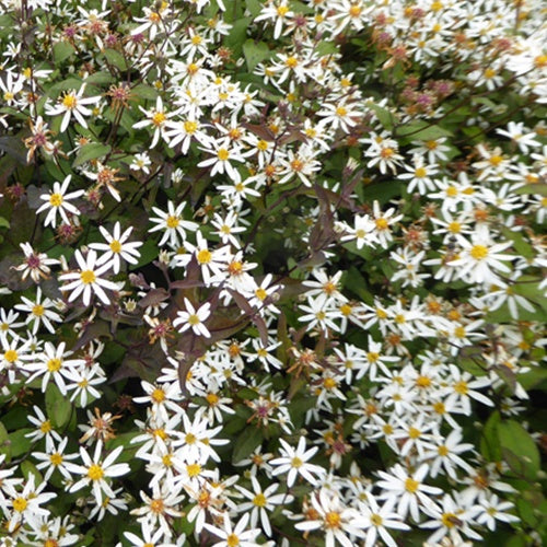 3 Astères divariqués Beth Chatto - Willemse