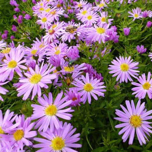 3 Astères nains Gaia - Willemse