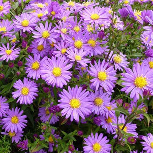 3 Astères nains Pilou - Willemse