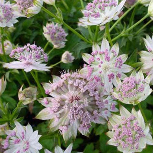 Grande astrance Gracilis - Willemse