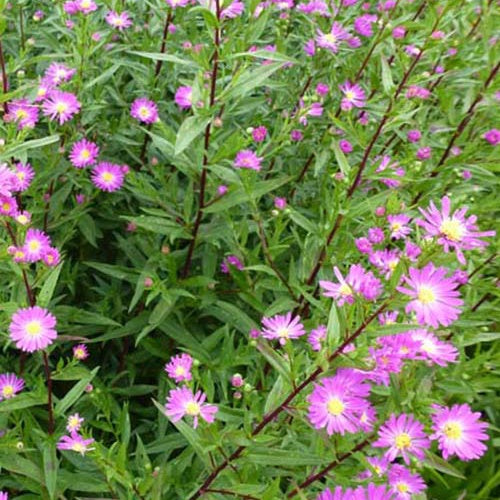 Marguerite d'automne Carmen - Willemse