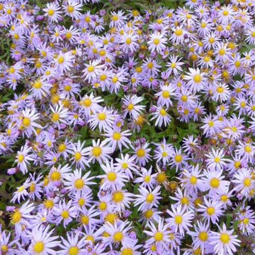 Marguerite d'automne Eleven Purple - Willemse