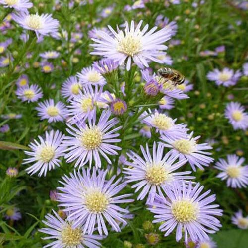 Marguerite d'automne Herfstweelde - Willemse