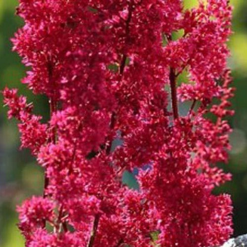 Astilbe du Japon Montgomery - Astilbe japonica montgomery - Plantes
