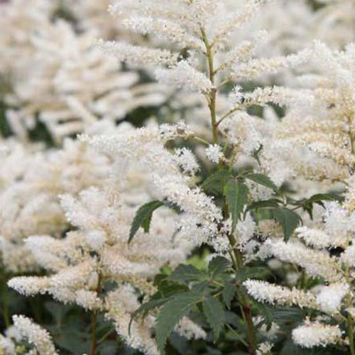 Astilbe hybride Washington - Willemse