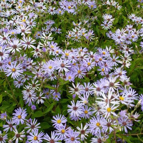 3 Astères macrophyllus twilight - Willemse