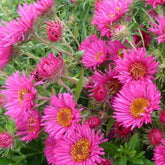 Aster de Nouvelle-Angleterre Andenken an Alma Pötschke - Willemse