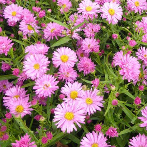 3 Astères de Nouvelle-Belgique Rosaperle - Willemse