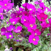Aubriète Cascade Red - Willemse