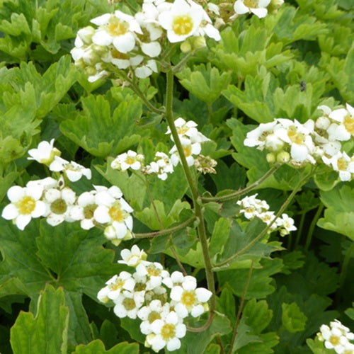 Grande Boykinie - Willemse