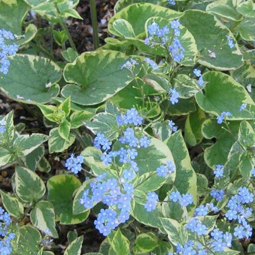 Myosotis du Caucase Hadspen cream - Willemse
