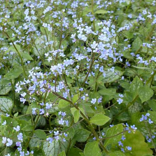Myosotis du Caucase Little Jack - Willemse