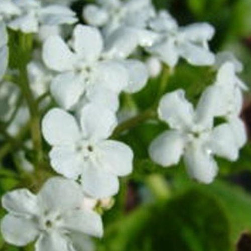 Myosotis du Caucase Marley's White - Willemse