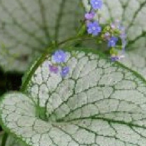 Myosotis du Caucase Silver Spear - Willemse