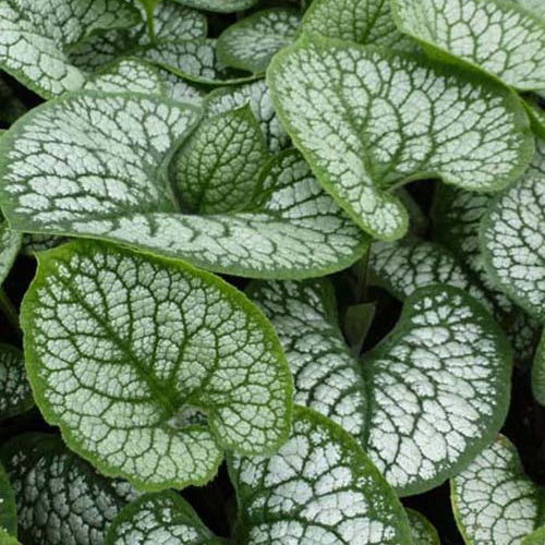 Myosotis du Caucase Sea Heart - Willemse