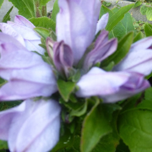 Campanule à bouquets Caroline - Willemse